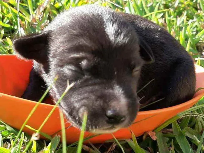 Cachorro ra a Não definida idade 2 a 6 meses nome Luigi, Mario, Bia, L