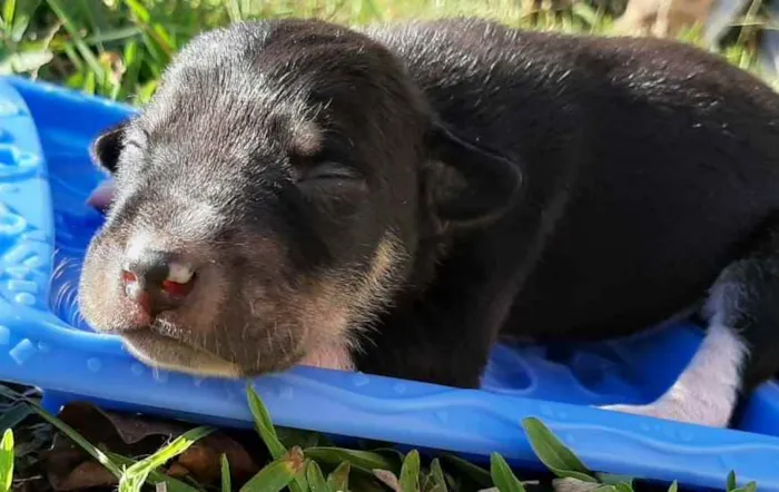 Cachorro ra a Não definida idade 2 a 6 meses nome Luigi, Mario, Bia, L