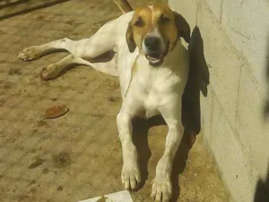 Cachorro raça Srd idade 2 anos nome Fred