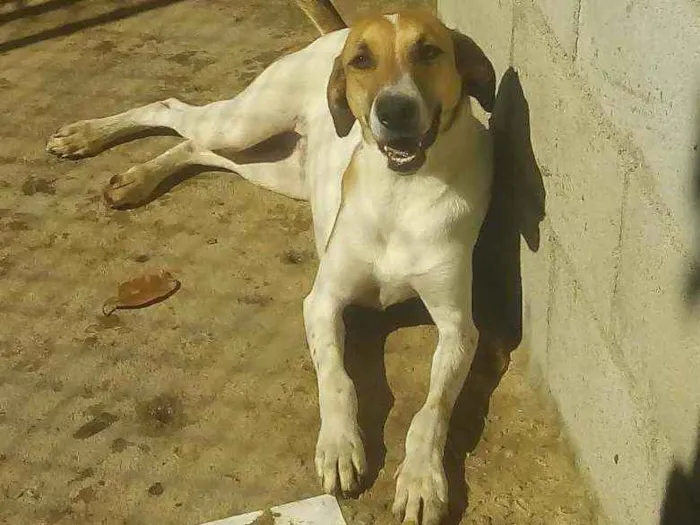 Cachorro raça Srd idade 2 anos nome Fred