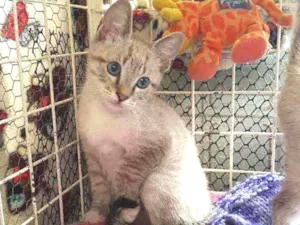 Cachorro raça SRD  idade 2 a 6 meses nome Ping