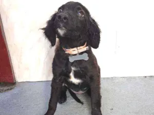 Cachorro raça SRD  idade 2 a 6 meses nome Clara 