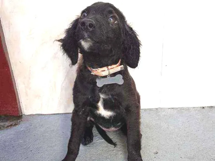 Cachorro ra a SRD  idade 2 a 6 meses nome Clara 
