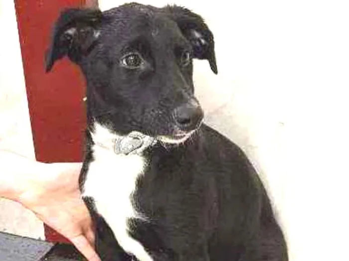 Cachorro ra a SRD  idade 2 a 6 meses nome Henrique