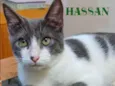 Hassan