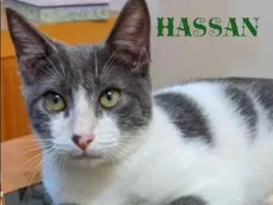 Gato raça SRD idade 2 a 6 meses nome Hassan