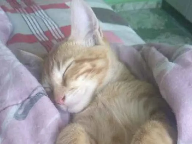 Gato ra a SRD idade 4 anos nome Apólo 