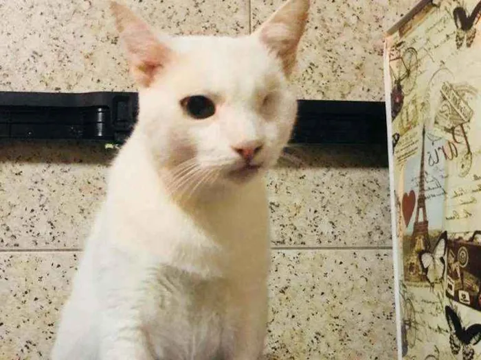 Gato ra a SRD idade 2 anos nome Arnaldo 