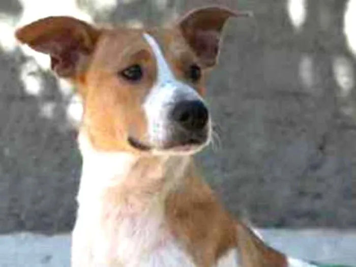 Cachorro ra a SRD idade 2 anos nome Godofredo 