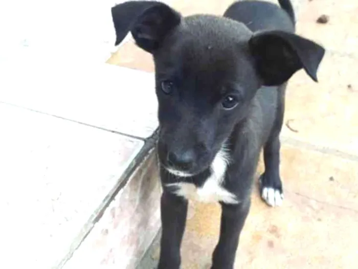 Cachorro ra a Vira lata idade 2 a 6 meses nome Pretinha