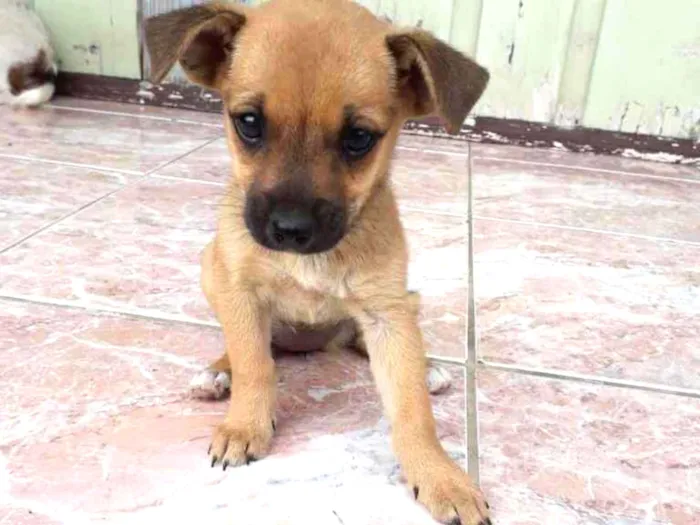 Cachorro ra a Vira lata idade 2 a 6 meses nome AMORA