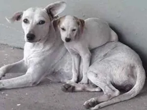 Cachorro raça SRD idade 1 ano nome Princesa