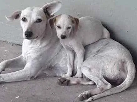 Cachorro ra a SRD idade 1 ano nome Princesa