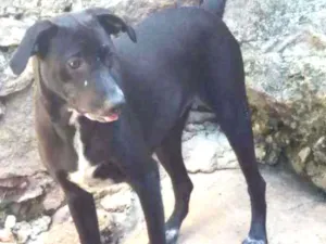 Cachorro raça SRD idade 7 a 11 meses nome Sol