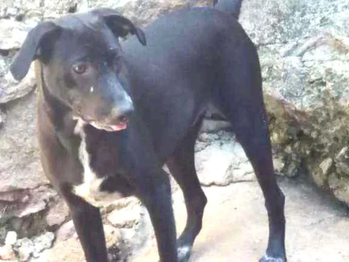 Cachorro ra a SRD idade 7 a 11 meses nome Sol