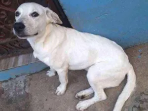 Cachorro raça SRD idade 7 a 11 meses nome Max