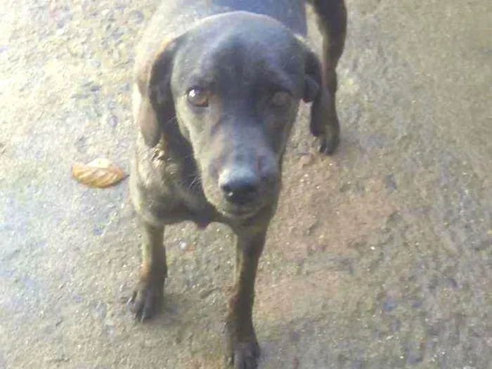 Cachorro raça Srd idade 1 ano nome Kiara Pantera