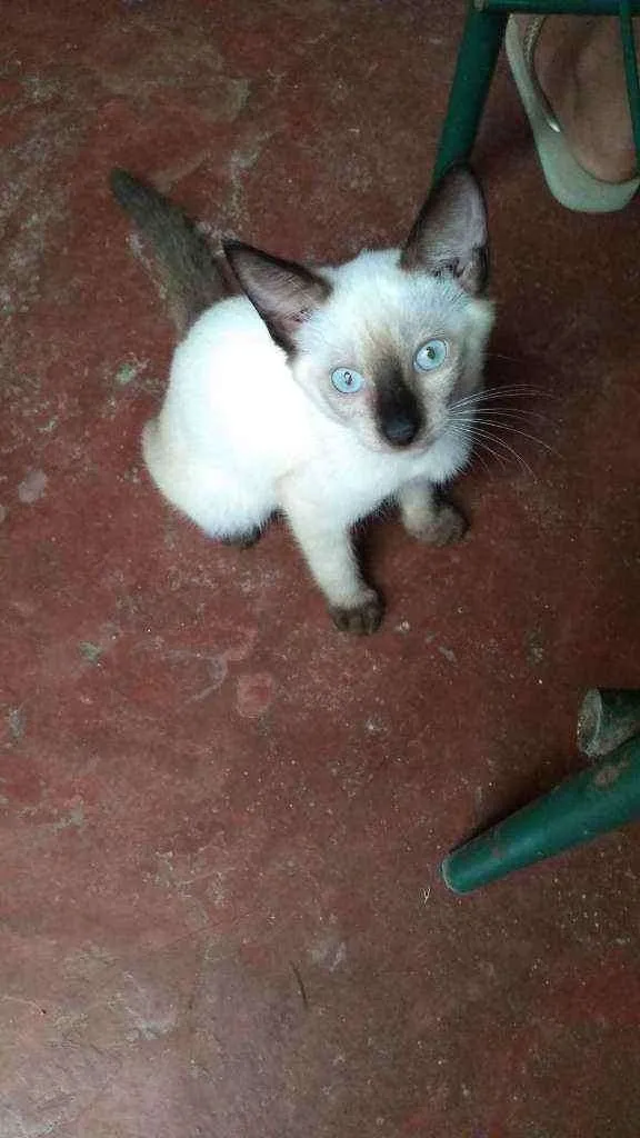 Gato ra a Indefinida idade 7 a 11 meses nome Mine