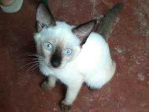 Gato raça Indefinida idade 7 a 11 meses nome Mine