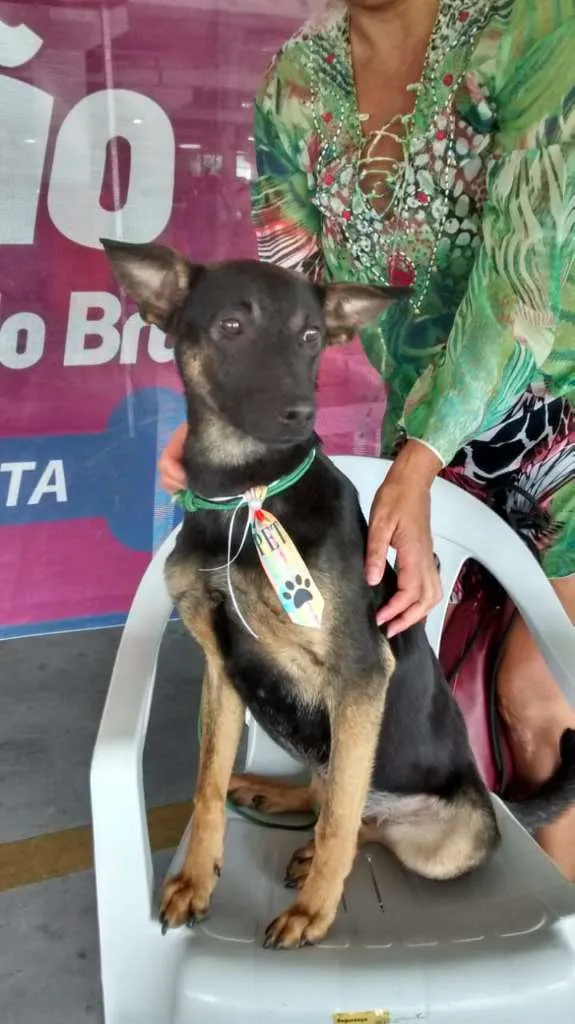 Cachorro ra a srd idade 1 ano nome Kako