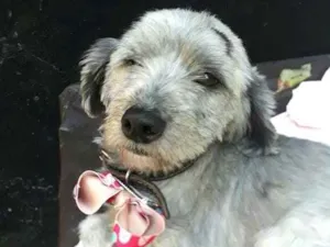 Cachorro raça Mestiça Poodle  idade 2 anos nome Lolla 