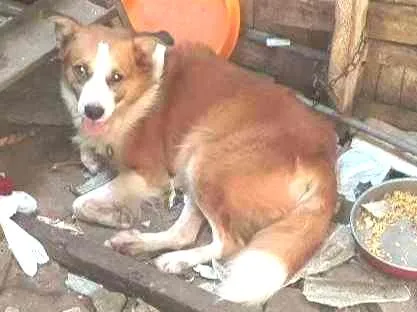 Cachorro ra a  idade 3 anos nome Manteiquinha