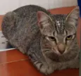 Amora 