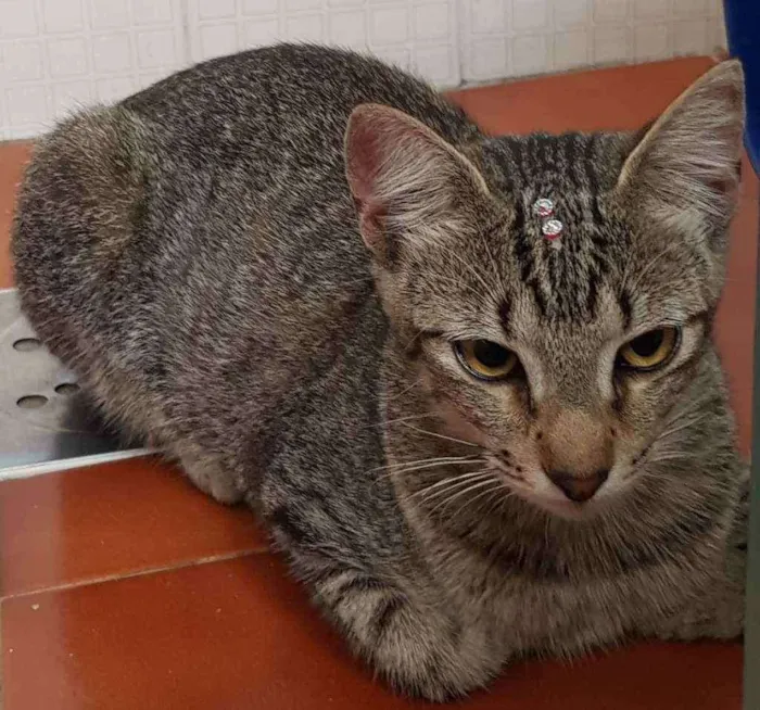 Gato ra a SRD idade 7 a 11 meses nome Amora 