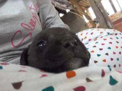 Cachorro raça vira lata  idade Abaixo de 2 meses nome a sua escolha 