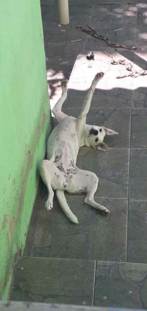 Cachorro ra a SRD idade 1 ano nome Frida