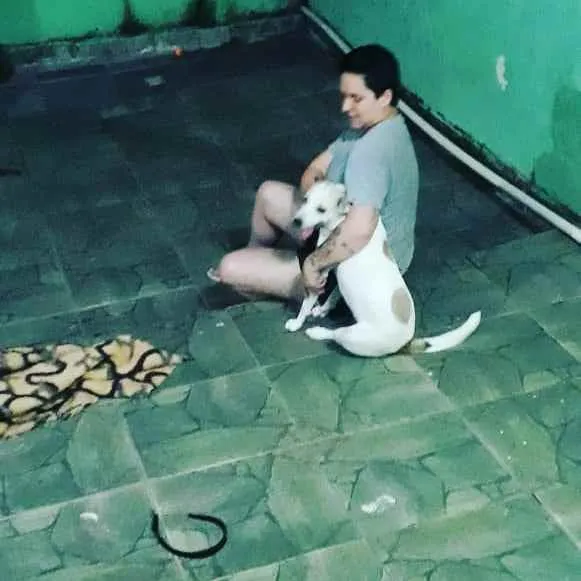 Cachorro ra a SRD idade 1 ano nome Frida