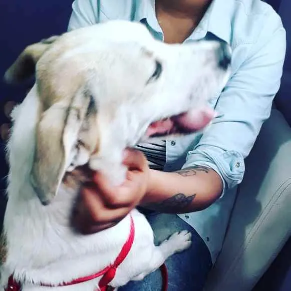 Cachorro ra a SRD idade 1 ano nome Frida