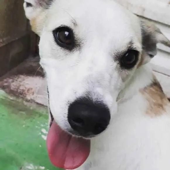 Cachorro ra a SRD idade 1 ano nome Frida