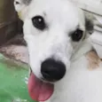 Frida