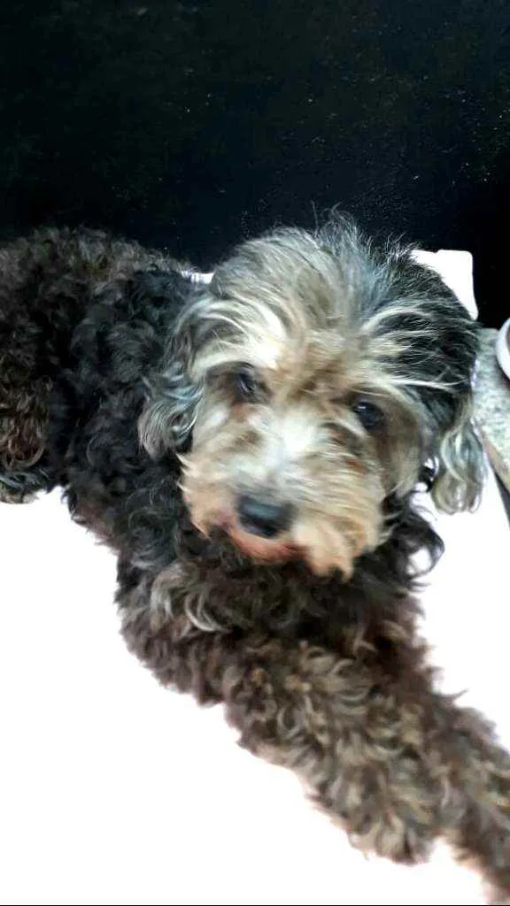 Cachorro ra a Poodle  idade 5 anos nome Bebel 
