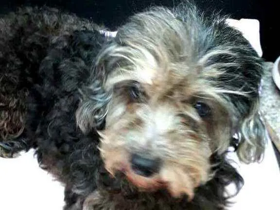 Cachorro ra a Poodle  idade 5 anos nome Bebel 