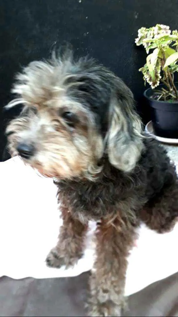 Cachorro ra a Poodle  idade 5 anos nome Bebel 