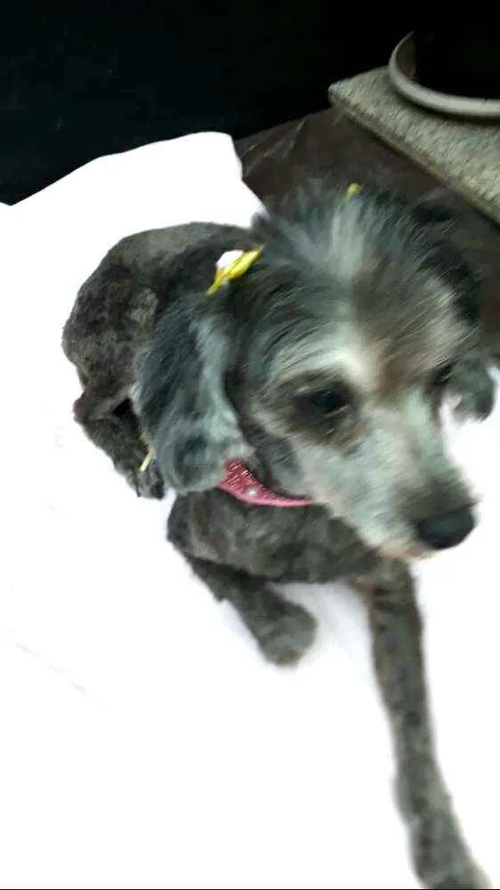 Cachorro ra a Poodle  idade 5 anos nome Bebel 