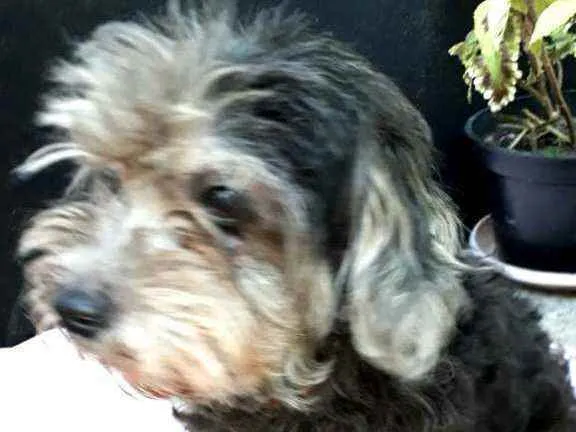 Cachorro ra a Poodle  idade 5 anos nome Bebel 