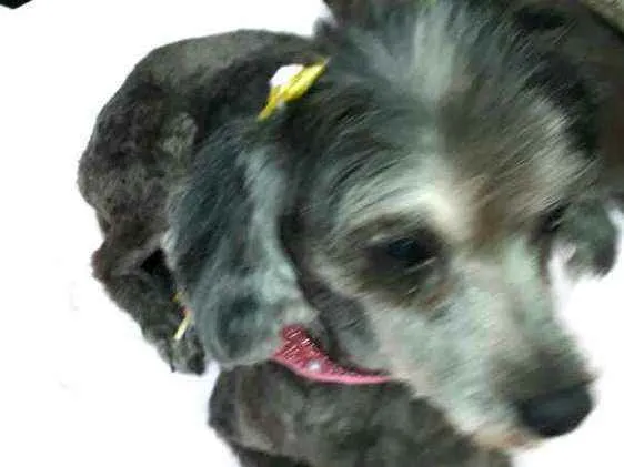 Cachorro ra a Poodle  idade 5 anos nome Bebel 
