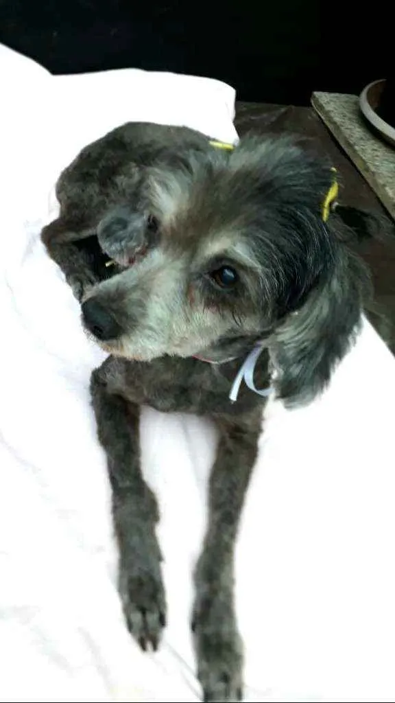 Cachorro ra a Poodle  idade 5 anos nome Bebel 
