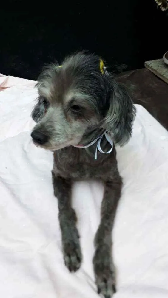 Cachorro ra a Poodle  idade 5 anos nome Bebel 