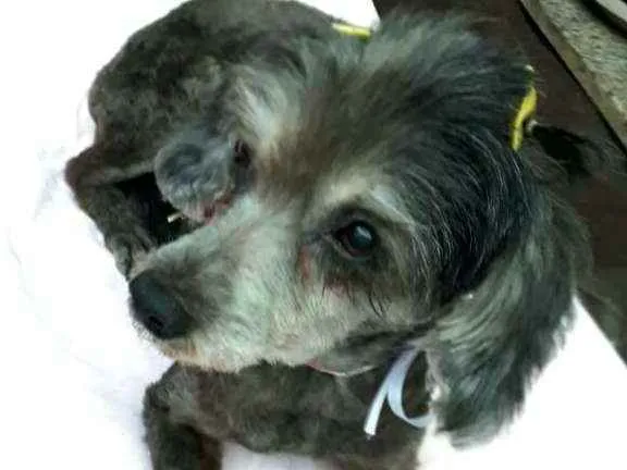 Cachorro ra a Poodle  idade 5 anos nome Bebel 