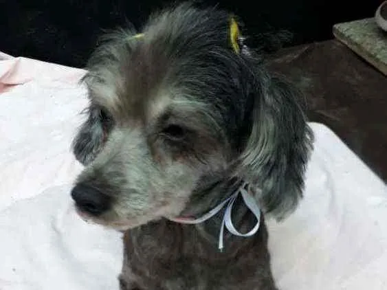 Cachorro ra a Poodle  idade 5 anos nome Bebel 