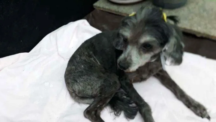 Cachorro ra a Poodle  idade 5 anos nome Bebel 