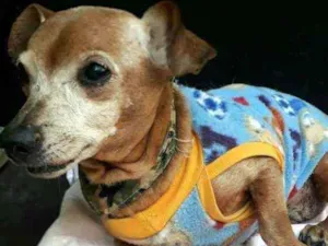Cachorro raça Pinscher com basset  idade 6 ou mais anos nome Coragem 