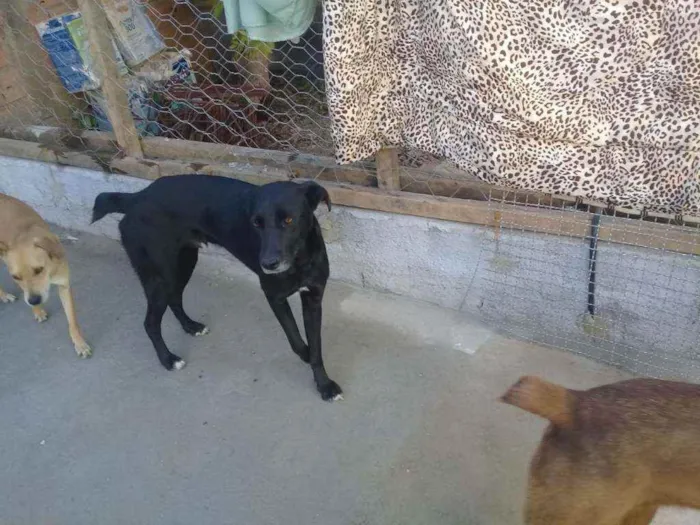 Cachorro ra a  idade 1 ano nome Duk
