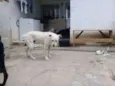 Luppy