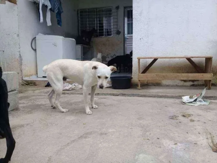 Cachorro ra a  idade 1 ano nome Luppy