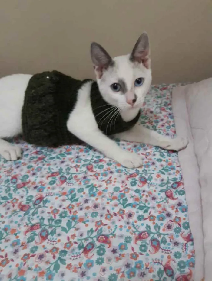 Gato ra a Srd idade 2 a 6 meses nome Rob